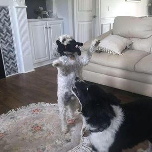 Meet your Posher, Robin